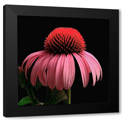 Purple Cone Flower Black Modern Wood Framed Art Print by Reynolds, Richard