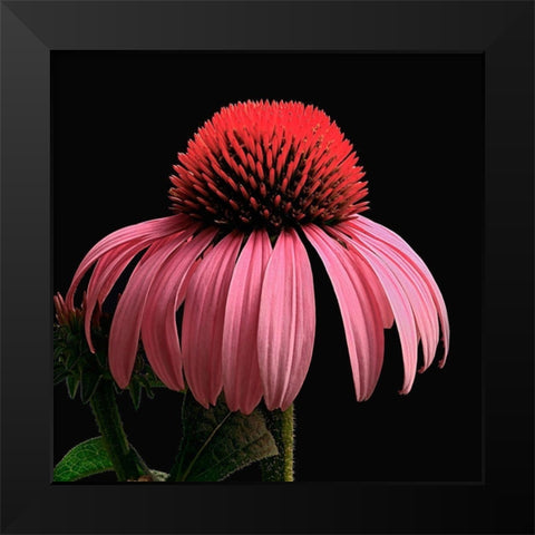 Purple Cone Flower Black Modern Wood Framed Art Print by Reynolds, Richard