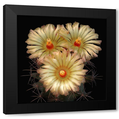 Scheers Cory Cactus Black Modern Wood Framed Art Print by Reynolds, Richard