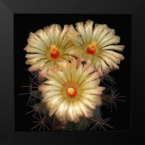 Scheers Cory Cactus Black Modern Wood Framed Art Print by Reynolds, Richard