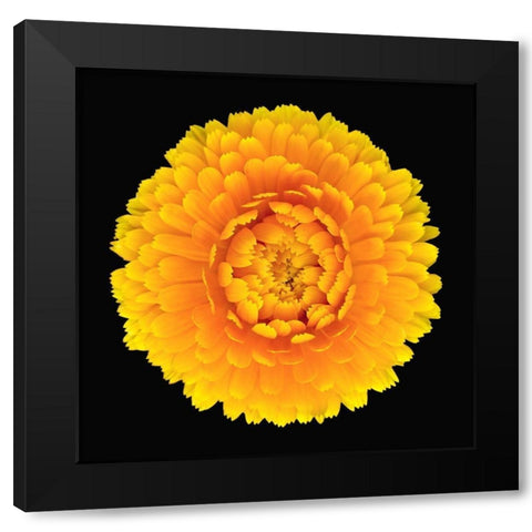 Pot Marigold Black Modern Wood Framed Art Print by Reynolds, Richard