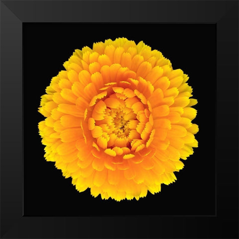 Pot Marigold Black Modern Wood Framed Art Print by Reynolds, Richard
