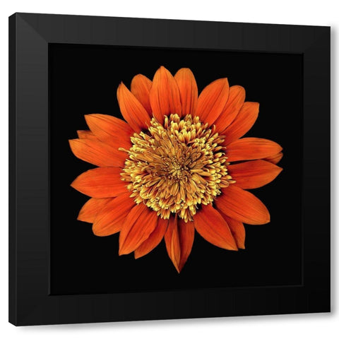 Treasure Flower - Orange Gnome Black Modern Wood Framed Art Print with Double Matting by Reynolds, Richard