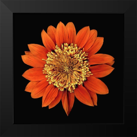 Treasure Flower - Orange Gnome Black Modern Wood Framed Art Print by Reynolds, Richard