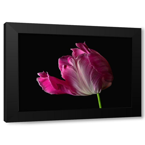 Parrot Tulip Black Modern Wood Framed Art Print by Reynolds, Richard