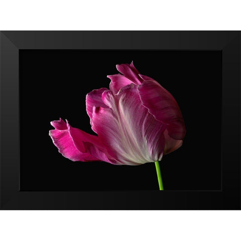 Parrot Tulip Black Modern Wood Framed Art Print by Reynolds, Richard