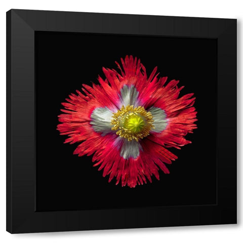 Poppy ~ Danish Flag Black Modern Wood Framed Art Print by Reynolds, Richard