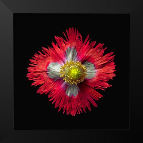 Poppy ~ Danish Flag Black Modern Wood Framed Art Print by Reynolds, Richard