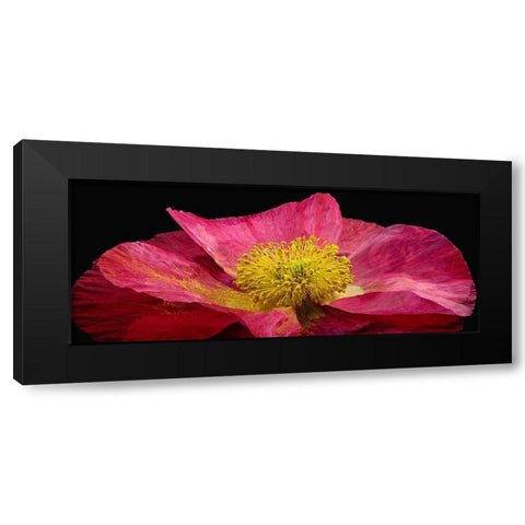 Shirley Poppy Black Modern Wood Framed Art Print with Double Matting by Reynolds, Richard