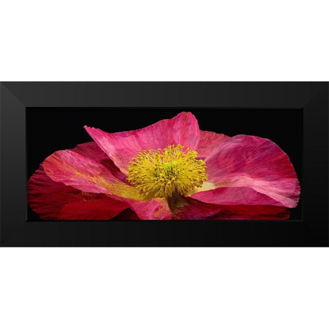 Shirley Poppy Black Modern Wood Framed Art Print by Reynolds, Richard