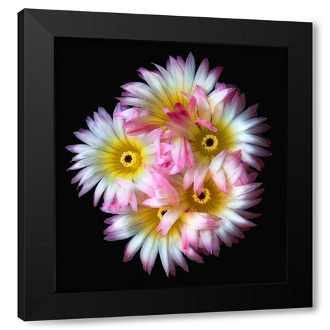 Pink Yellow Ball Cactus Black Modern Wood Framed Art Print by Reynolds, Richard