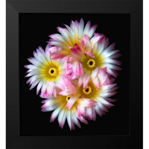 Pink Yellow Ball Cactus Black Modern Wood Framed Art Print by Reynolds, Richard