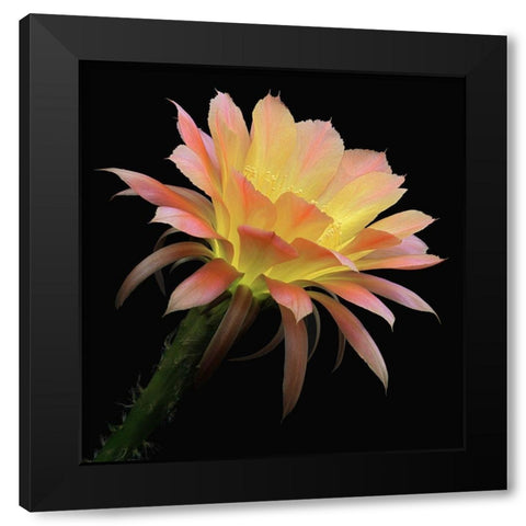 Echinopsis Cactus Napea Black Modern Wood Framed Art Print by Reynolds, Richard