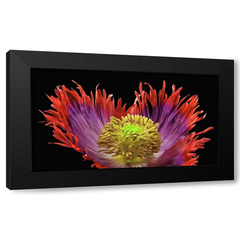 Poppy Drama Queen 2 Black Modern Wood Framed Art Print by Reynolds, Richard