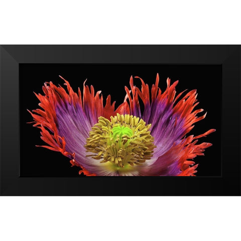 Poppy Drama Queen 2 Black Modern Wood Framed Art Print by Reynolds, Richard