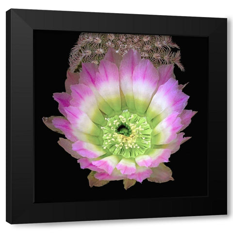 Texas Rainbow Cactus Black Modern Wood Framed Art Print with Double Matting by Reynolds, Richard