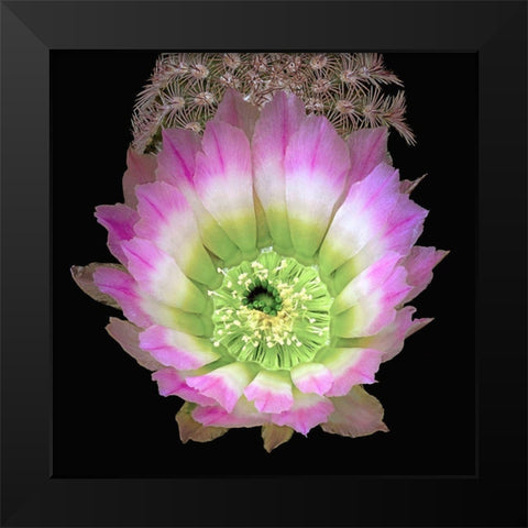 Texas Rainbow Cactus Black Modern Wood Framed Art Print by Reynolds, Richard