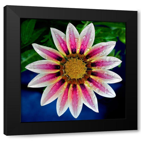 Gazania Black Modern Wood Framed Art Print by Reynolds, Richard