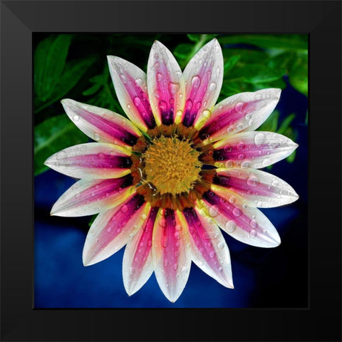 Gazania Black Modern Wood Framed Art Print by Reynolds, Richard