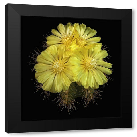 Parodia Magnifica Black Modern Wood Framed Art Print by Reynolds, Richard