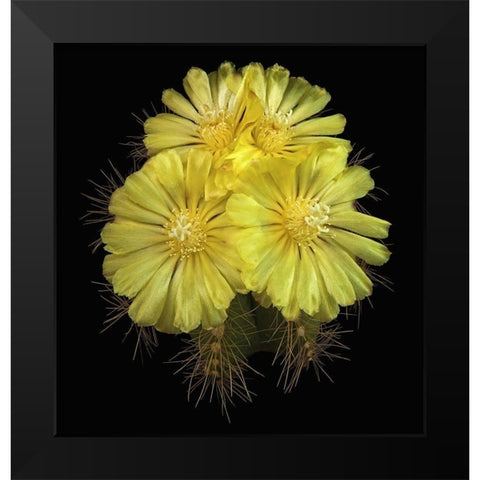 Parodia Magnifica Black Modern Wood Framed Art Print by Reynolds, Richard