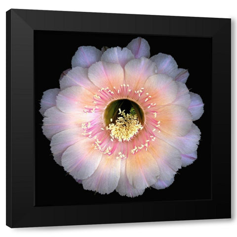 Echinopsis Cactus Keepsake Black Modern Wood Framed Art Print by Reynolds, Richard