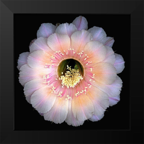 Echinopsis Cactus Keepsake Black Modern Wood Framed Art Print by Reynolds, Richard