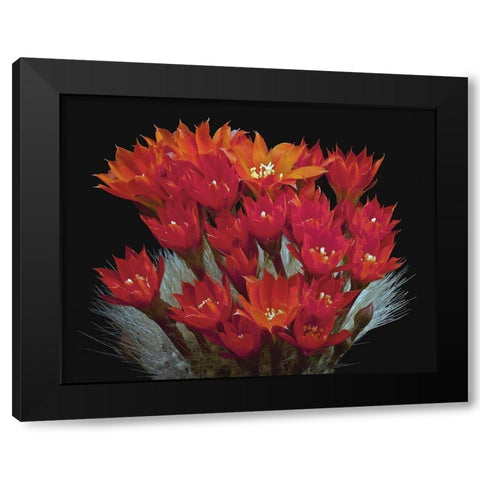 Rebutia Albipilosa - White-Haired Crown Cactus Black Modern Wood Framed Art Print with Double Matting by Reynolds, Richard