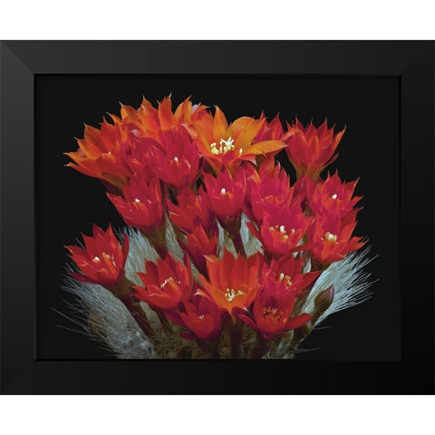 Rebutia Albipilosa - White-Haired Crown Cactus Black Modern Wood Framed Art Print by Reynolds, Richard