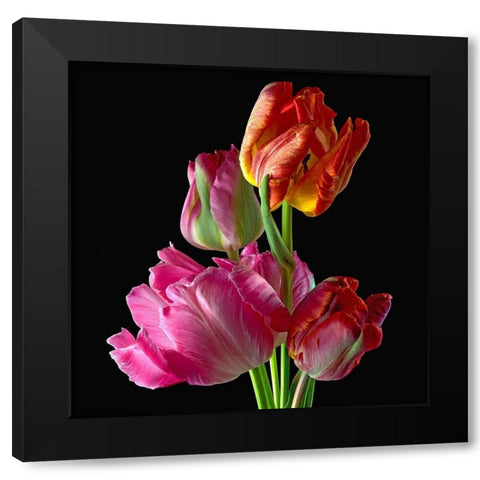 Parrot Tulips 2 Black Modern Wood Framed Art Print by Reynolds, Richard