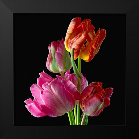 Parrot Tulips 2 Black Modern Wood Framed Art Print by Reynolds, Richard