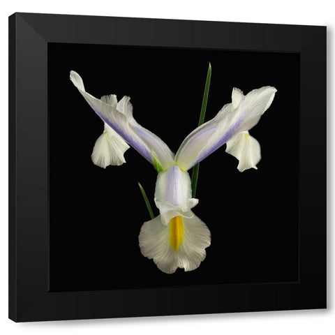 Dutch Iris 2 Black Modern Wood Framed Art Print with Double Matting by Reynolds, Richard
