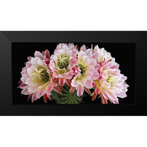 Trichocereus Cactus Flying Saucer Black Modern Wood Framed Art Print by Reynolds, Richard