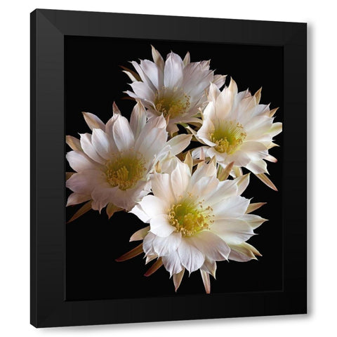 Easter Lily Cactus Black Modern Wood Framed Art Print by Reynolds, Richard