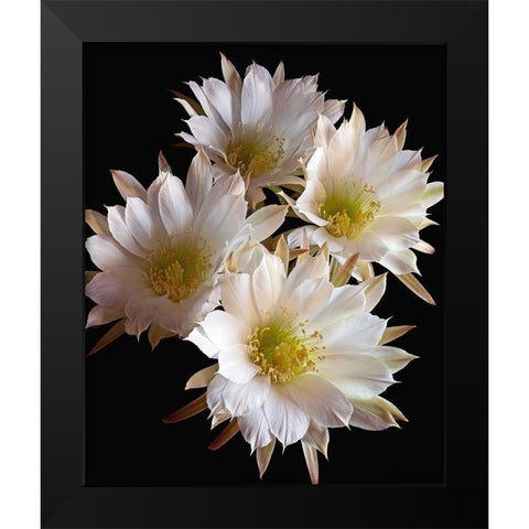 Easter Lily Cactus Black Modern Wood Framed Art Print by Reynolds, Richard