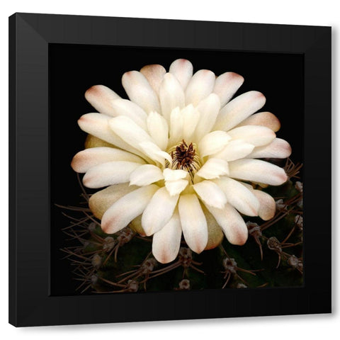 Chin Cactus 1 Black Modern Wood Framed Art Print with Double Matting by Reynolds, Richard