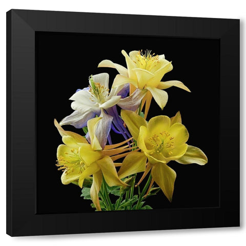Columbines ~ Origami Mix Black Modern Wood Framed Art Print by Reynolds, Richard