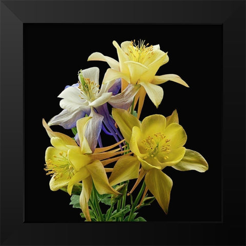 Columbines ~ Origami Mix Black Modern Wood Framed Art Print by Reynolds, Richard