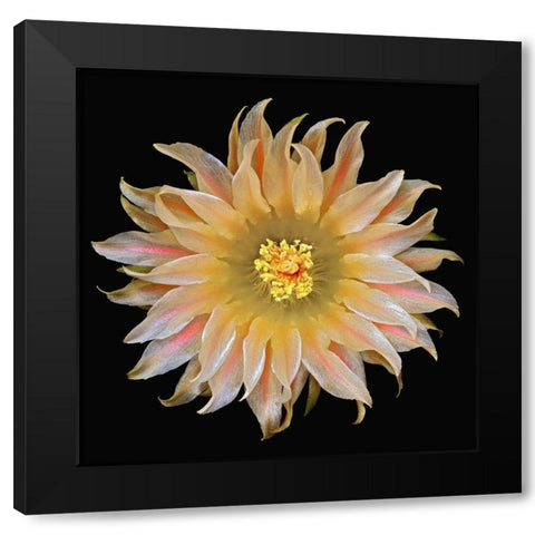 Eriosyce Carrizalensis Black Modern Wood Framed Art Print by Reynolds, Richard