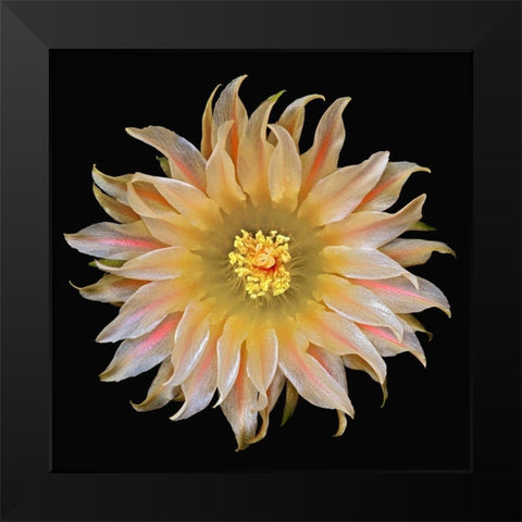 Eriosyce Carrizalensis Black Modern Wood Framed Art Print by Reynolds, Richard