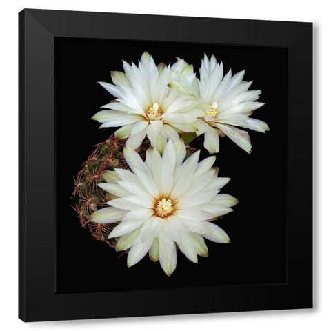 Gymnocalycium Mesopotamicum Black Modern Wood Framed Art Print by Reynolds, Richard