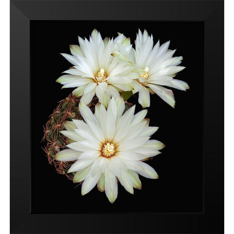 Gymnocalycium Mesopotamicum Black Modern Wood Framed Art Print by Reynolds, Richard