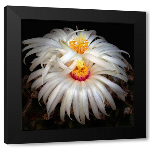 Artichoke Cactus Black Modern Wood Framed Art Print by Reynolds, Richard