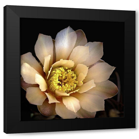 Chin Cactus 2 Black Modern Wood Framed Art Print by Reynolds, Richard