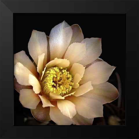 Chin Cactus 2 Black Modern Wood Framed Art Print by Reynolds, Richard
