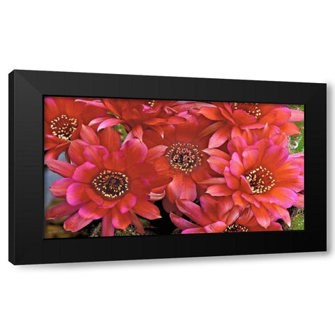 Lovibia Cactus Black Modern Wood Framed Art Print with Double Matting by Reynolds, Richard