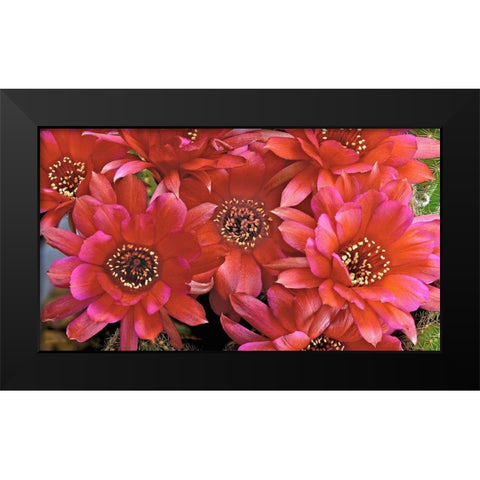 Lovibia Cactus Black Modern Wood Framed Art Print by Reynolds, Richard