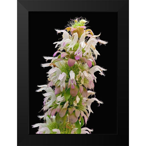 Horsemint Black Modern Wood Framed Art Print by Reynolds, Richard