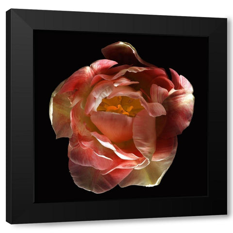 Tulip Angelique Black Modern Wood Framed Art Print by Reynolds, Richard