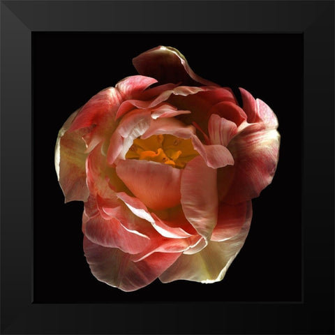 Tulip Angelique Black Modern Wood Framed Art Print by Reynolds, Richard